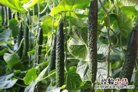 蔬菜园里有什么 蔬菜园里有什么菜