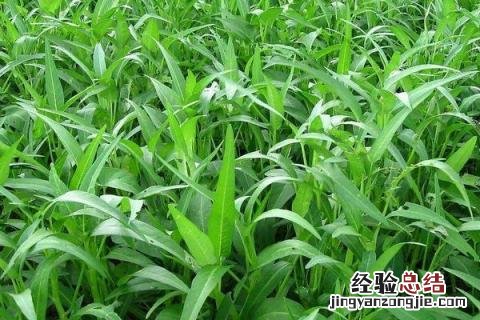 蔬菜园里有什么 蔬菜园里有什么菜