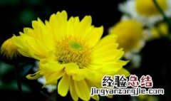 形容菊花美丽的句子 描写菊花美丽的唯美句子