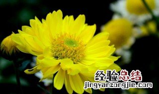 形容菊花美丽的句子 描写菊花美丽的唯美句子