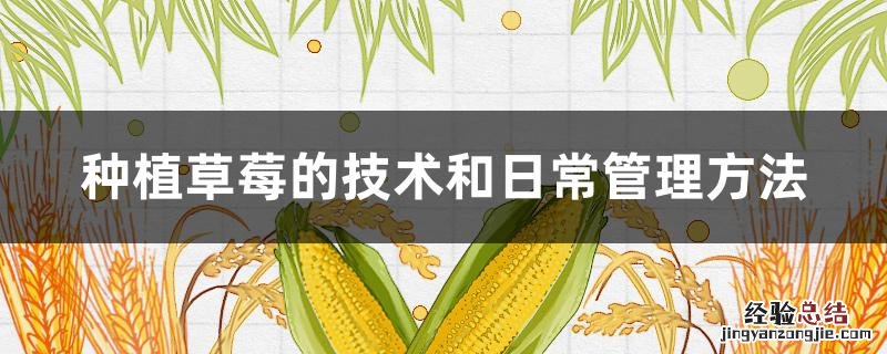 种植草莓怎样管理 种植草莓的技术和日常管理方法