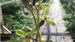 惠兰花用什么土栽培合适 惠兰花用什么土栽培