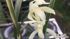 小雪素兰花怎么养 大雪素兰花的种植方法