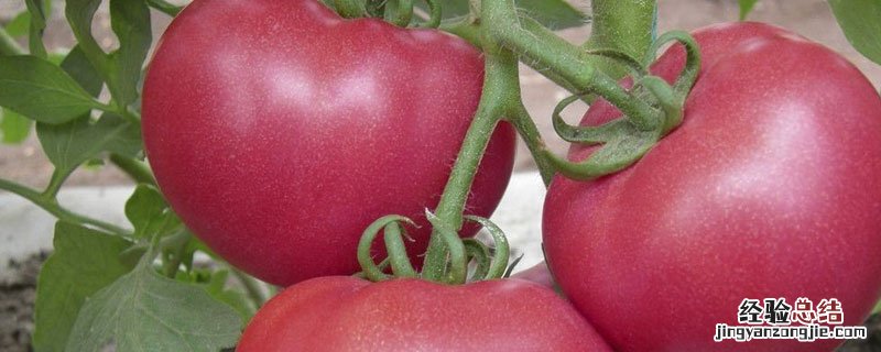 蔬菜从发芽到结果的生长过程 蔬菜种子的发芽过程