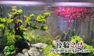 水草种子种了后不翻缸可以吗 水草种子种了后不翻缸可以吗