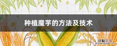魔芋的种植技术 魔芋怎么种 种植魔芋的方法及技术