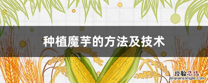 魔芋的种植技术 魔芋怎么种 种植魔芋的方法及技术