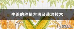 生姜的种植方法及栽培技术实训报告 生姜的种植方法及栽培技术