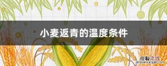 小麦返青水温度 小麦返青的温度条件