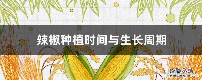 辣椒种植时间与生长周期 辣椒种植时间和生长期