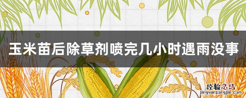 玉米苗后除草剂喷完几小时遇雨没事 玉米苗后除草剂雨后多久能喷施