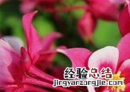 养花常见的三个误区 养花常见的三个误区是