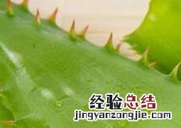 芦荟的美容功效与用法大全 芦荟的美容功效与用法