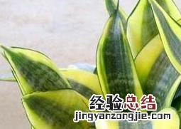 家里去除甲醛的植物有哪些 除甲醛的植物有哪些