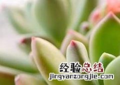 青星美人的养殖方法与注意事项 青星美人繁殖