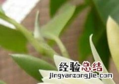 黄桷兰的养殖方法与注意事项 黄桷兰盆栽注意事项