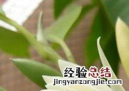 黄桷兰的养殖方法与注意事项 黄桷兰盆栽注意事项