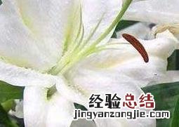 百合花叶子发黄怎么办 百合花叶子发黄的原因及解决方法