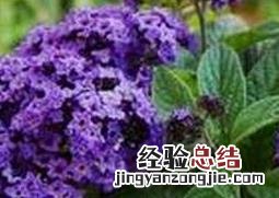 香水的养殖方法和注意事项 香水草的养殖方法与注意事项