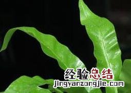 鸟巢蕨叶子焦边怎么办 鸟巢蕨叶子边缘干枯怎么办