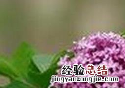 丁香花的养殖方法与注意事项 丁香花的养殖方法与注意事项图片