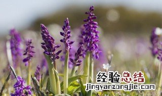 夏天有什么花开放名字和颜色 夏天有什么花