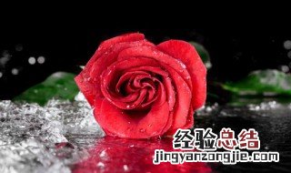 表达玫瑰花美的句子 描写玫瑰花美的句子