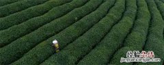 生态有机茶叶品质形成的关键技术 有机茶发展