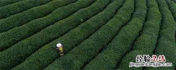 生态有机茶叶品质形成的关键技术 有机茶发展