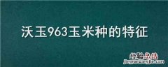 沃玉558玉米品种特性 沃玉963玉米种的特征