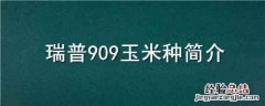 瑞普909玉米品种介绍图片 瑞普909玉米种简介
