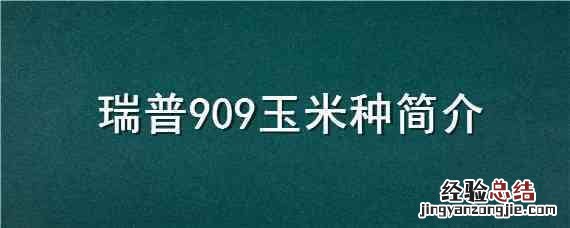瑞普909玉米品种介绍图片 瑞普909玉米种简介