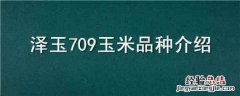 泽玉802玉米品种 泽玉709玉米品种介绍