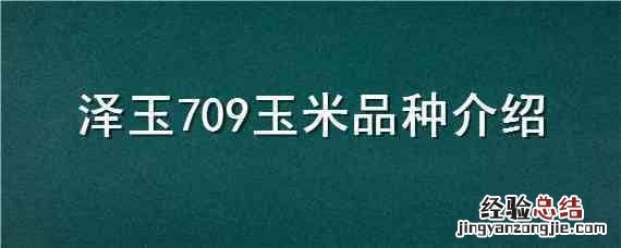 泽玉802玉米品种 泽玉709玉米品种介绍