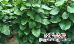 绿萝用什么肥料才能让它长得更好? 绿萝用什么肥料长得快