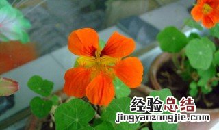旱金莲什么时候种最好 旱金莲什么时候种