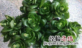 磷酸二氢钾怎么浇花用 磷酸二氢钾怎么浇花