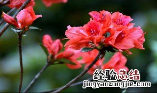 杜鹃花怎么养 杜鹃花怎么养家庭养法