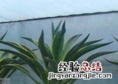 龙舌兰怎么水培 龙舌兰养殖方法和浇水方法