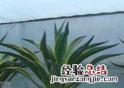 龙舌兰怎么水培 龙舌兰养殖方法和浇水方法