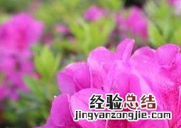 杜鹃花死亡的原因与预防方法 杜鹃花死亡的原因与预防方法是什么