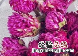 千日红的功效与用法与用量 千日红的功效与用法