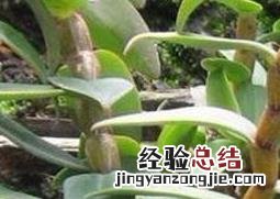 铁皮石斛怎么吃法 铁皮石斛怎么吃