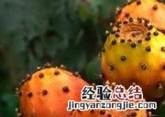 仙人掌的果实能吃吗? 仙人掌的果实能吃吗