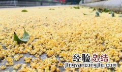 桂花雨课文原文 五年级上册桂花雨课文原文
