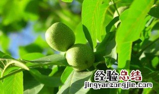 核桃叶的营养价值 鲜核桃叶的作用与功效