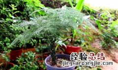 文竹用什么土养好 文竹用什么土养好看