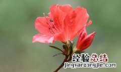杜鹃花怕太阳晒吗冬天 杜鹃花怕太阳晒吗