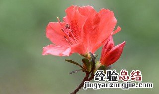 杜鹃花怕太阳晒吗冬天 杜鹃花怕太阳晒吗