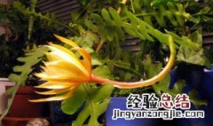 鱼骨令箭怎么养开花 鱼骨令箭怎么养